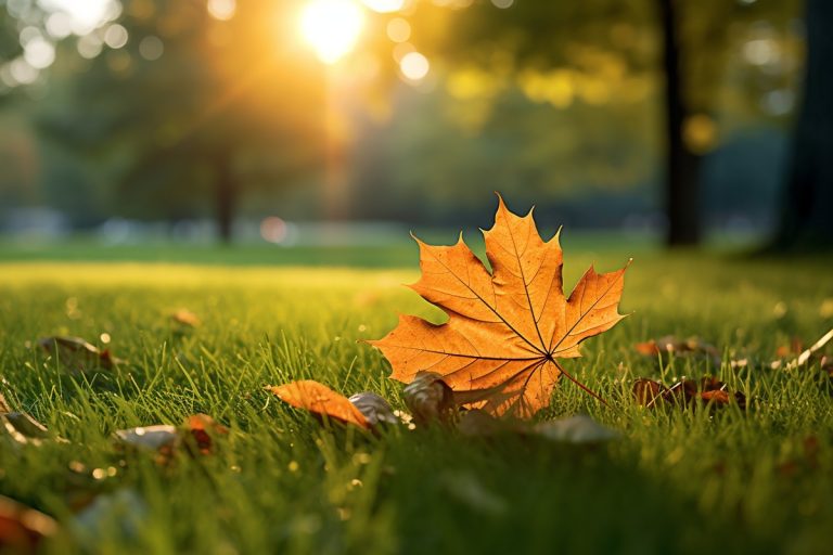 Comment semer la pelouse ?